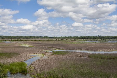 Een prachtig moeras landschap nabij de plantage